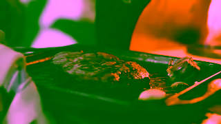 Gozney Gozney Dome Designed for chefs Built for your backyard Ad Commercial Brand Imagery Photoshoot 1