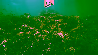 Sheba Sheba Reef Builders Ad Commercial Brand Imagery Photoshoot 2