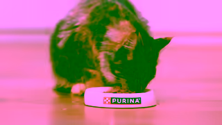 Purina Cat Food that Passes Over 100K Quality Checks Ad Commercial Brand Imagery Photoshoot 1
