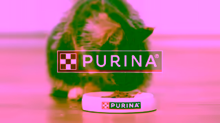 Purina Cat Food that Passes Over 100K Quality Checks Ad Commercial Brand Imagery Photoshoot 2