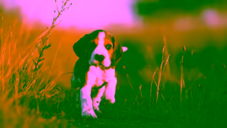 Freshpet Our pets and us We just click Ad Commercial Brand Imagery Photoshoot 0