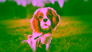 Freshpet Our pets and us We just click Ad Commercial Brand Imagery Photoshoot 1