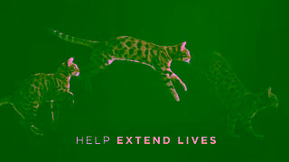 Purina Pro Plan is Always Advancing Nutrition Ad Commercial Brand Imagery Photoshoot 1