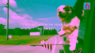 Motel 6 Pets stay free Always Ad Commercial Brand Imagery Photoshoot 0