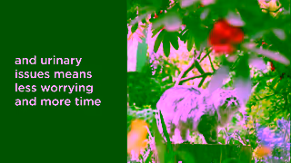 Go! Solutions Pet Food INF 1 1920x1080 6s Ad Commercial Brand Imagery Photoshoot 1