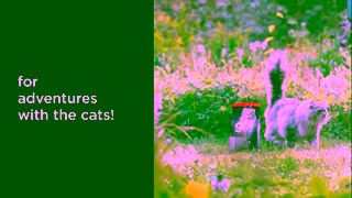 Go! Solutions Pet Food INF 1 1920x1080 6s Ad Commercial Brand Imagery Photoshoot 2