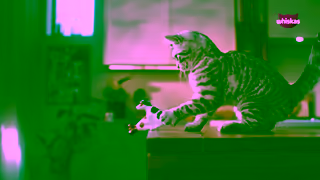 Whiskas WHISKAS Purrrs oClock What it Takes 15 Ad Commercial Brand Imagery Photoshoot 1