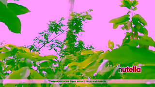 Nutella Lets Talk Nutella Nutella biodiversity Ad Commercial Brand Imagery Photoshoot 2