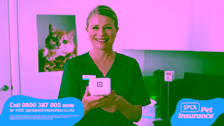 SPCA SPCA Pet Insurance Dog Park TV Ad 30 Sec Ad Commercial Brand Imagery Photoshoot 0