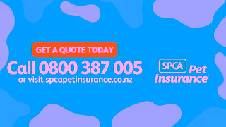 SPCA SPCA Pet Insurance Dog Park TV Ad 30 Sec Ad Commercial Brand Imagery Photoshoot 2