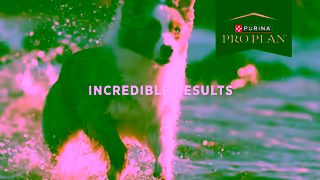 Purina Pro Plan Fuel your incredible life together Ad Commercial Brand Imagery Photoshoot 1