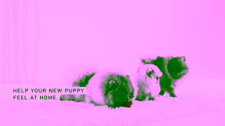 Royal Canin RC SOL 6s Puppy Adopting a Puppy B 16x9 CA EN Ad Commercial Brand Imagery Photoshoot 1