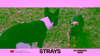 Universal Pictures Strays August 17 Ad Commercial Brand Imagery Photoshoot 0