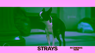 Universal Pictures Strays August 17 Ad Commercial Brand Imagery Photoshoot 2
