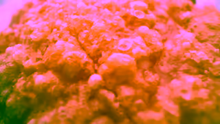 Aldi Pork Loin Roast ALDI AUSTRALIA Ad Commercial Brand Imagery Photoshoot 0