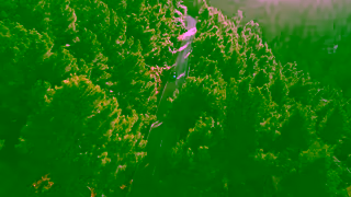 Alpine Cars Alpine A290 Ad Commercial Brand Imagery Photoshoot 1