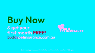 Buddy Pet Insurance H9910 Buddy 15sec Asset02 Youtube Ad Commercial Brand Imagery Photoshoot 2