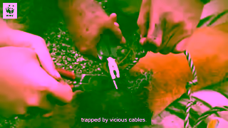 WWF ADOPT A TIGER WWFAustralia Ad Commercial Brand Imagery Photoshoot 0