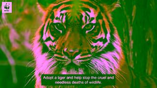 WWF ADOPT A TIGER WWFAustralia Ad Commercial Brand Imagery Photoshoot 1