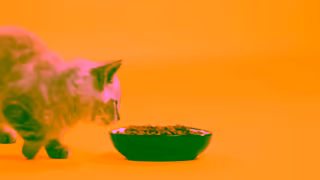 PetBarn Petbarn Taste Guarantee Ad Commercial Brand Imagery Photoshoot 0