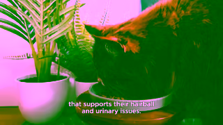 Go! Solutions Pet Food INF 2 1920x1080 6s Ad Commercial Brand Imagery Photoshoot 2