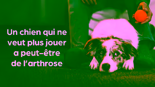 Zoetis CA FR Spot the first signs of pain in your dog Ad Commercial Brand Imagery Photoshoot 0