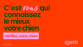 Zoetis CA FR Spot the first signs of pain in your dog Ad Commercial Brand Imagery Photoshoot 2