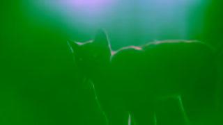 Royal Ontario Museum Wild Cats Ad Commercial Brand Imagery Photoshoot 1