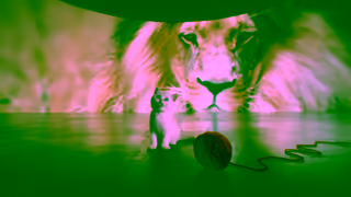 Royal Ontario Museum Wild Cats Ad Commercial Brand Imagery Photoshoot 2