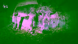 The Donkey Sanctuary Q3 RG UK Focus 16 sec Ad Commercial Brand Imagery Photoshoot 1