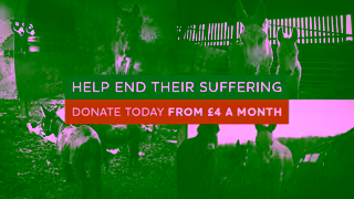 The Donkey Sanctuary Q3 RG UK Focus 16 sec Ad Commercial Brand Imagery Photoshoot 2