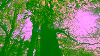 The Woodland Trust Woodland Trust YouTube Ad Dedicate trees and woodland today Ad Commercial Brand Imagery Photoshoot 0