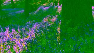 The Woodland Trust Woodland Trust YouTube Ad Dedicate trees and woodland today Ad Commercial Brand Imagery Photoshoot 1