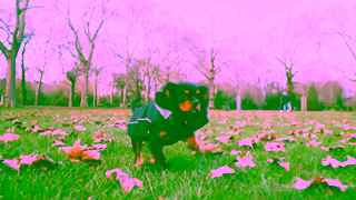 BorrowMyDoggy Wish you could spend time with cute dogs like these Ad Commercial Brand Imagery Photoshoot 1