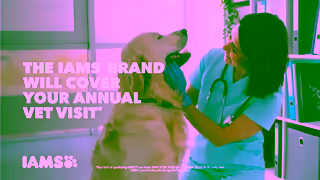 IAMS IAMS CUC DOG ADVANCED 06 16x9 Ad Commercial Brand Imagery Photoshoot 1