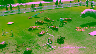 Zoetis Simparica Trio Winning Parasite Protection TV Commercial Ad Commercial Brand Imagery Photoshoot 2