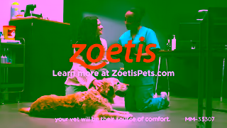 Zoetis CAEN Itchy Dog Ad Commercial Brand Imagery Photoshoot 2