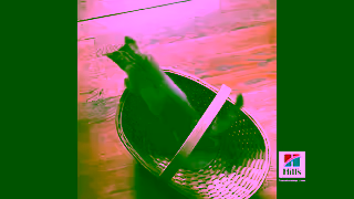 Hill's Hills ANZ Science Diet Science Did ThatCatPetbarn15 Ad Commercial Brand Imagery Photoshoot 0