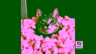 Hill's Hills ANZ Science Diet Science Did ThatCatPetbarn15 Ad Commercial Brand Imagery Photoshoot 1