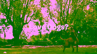 The Dog Lovers Festival Sydney Dog Lovers Festival 2024 TVC Ad Commercial Brand Imagery Photoshoot 0