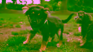 The Dog Lovers Festival Sydney Dog Lovers Festival 2024 TVC Ad Commercial Brand Imagery Photoshoot 1