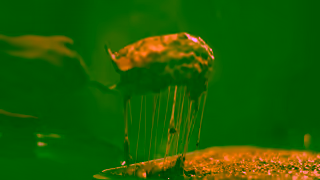 Devondale Dairy Devondale The Cow Knows How Crispy 15sec Ad Commercial Brand Imagery Photoshoot 2