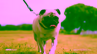 ASPCA Pet Insurance Bella Protect the Ones You Love with ASPCA Pet Health Insurance Program TopRated Pet Insurance Ad Commercial Brand Imagery Photoshoot 2