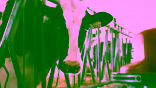 Dairy Farmers of Canada Caring for the cows Thats the Canadian Way Ad Commercial Brand Imagery Photoshoot 1