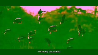Colombia Travel Listen to the singing of over 1920 species of birds in the country of beauty Ad Commercial Brand Imagery Photoshoot 0