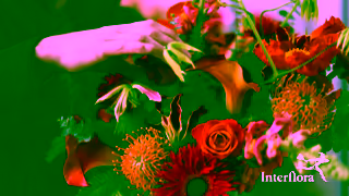 Interflora Interflora Say More Pillar 3 YouTube Ad Ad Commercial Brand Imagery Photoshoot 2