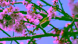 Visit Japan Feel JapanJNTO Ad Commercial Brand Imagery Photoshoot 0