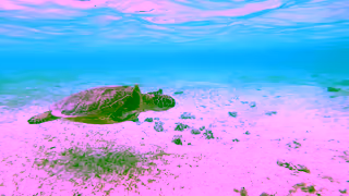 Visit Japan Feel JapanJNTO Ad Commercial Brand Imagery Photoshoot 2