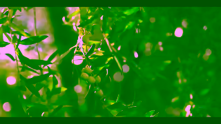 Cobram Estate Cobram Estate Ad Commercial Brand Imagery Photoshoot 2