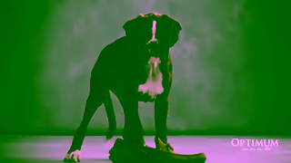 Optimum Pet OPTIMUM Lucky You Do Puppy 16x9 15s 2025 Ad Commercial Brand Imagery Photoshoot 1